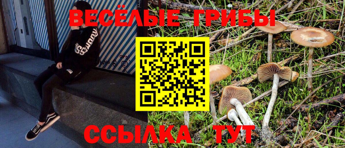 Псилоцибиновые грибы Cubensis Владимир